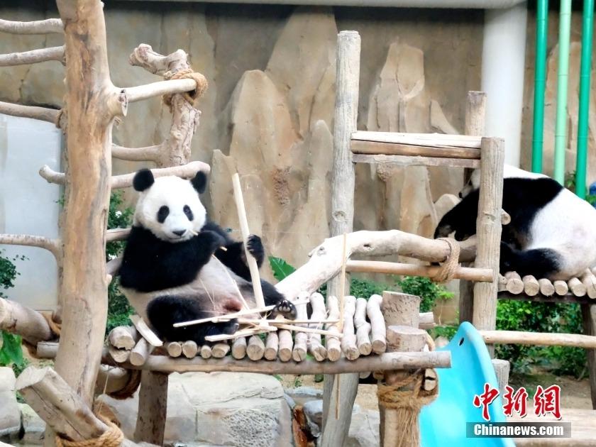 マレーシアで飼育されているジャイアントパンダの「昇誼」が2歳に