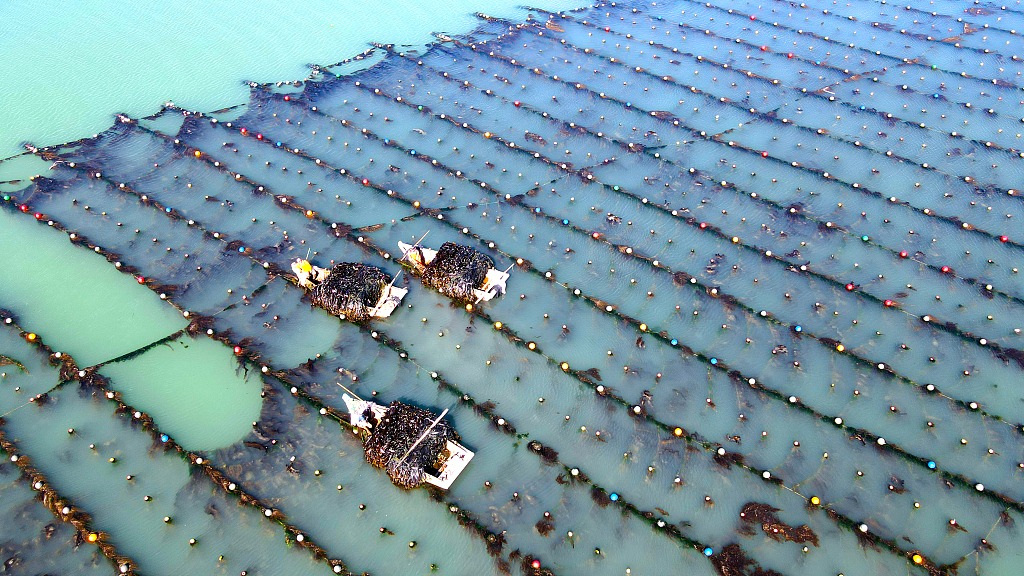 مزرعه دریایی پرورش جلبک دریایی