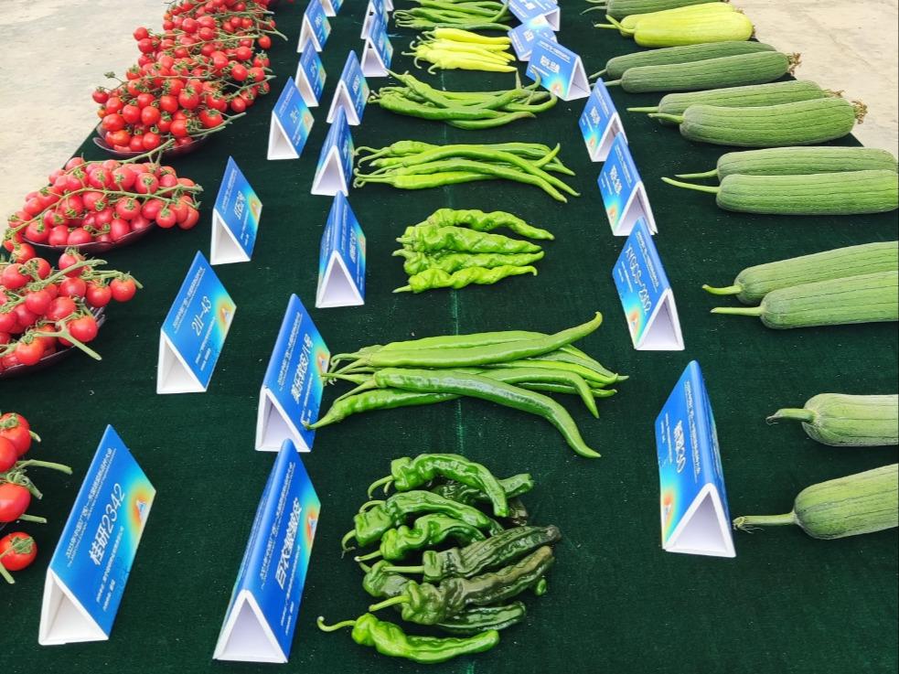 2023年中国（広西チワン族自治区）・ASEAN野菜新品種大会開幕