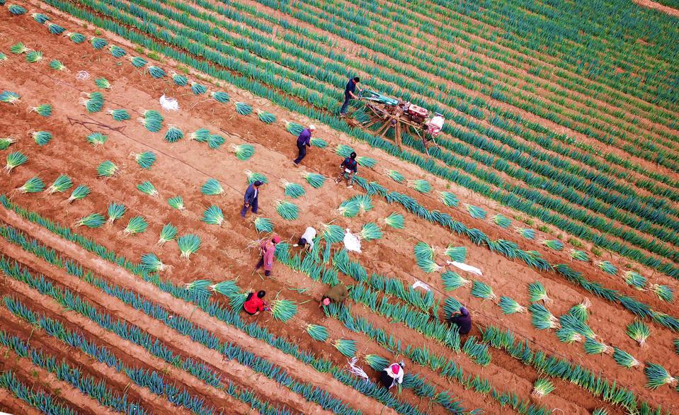 برداشت تره فرنگی توسط کشاورزان در مرکز چین