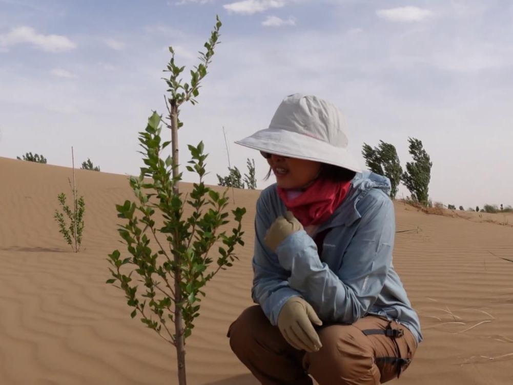 2年前に内蒙古の砂漠で植えた木の今は？