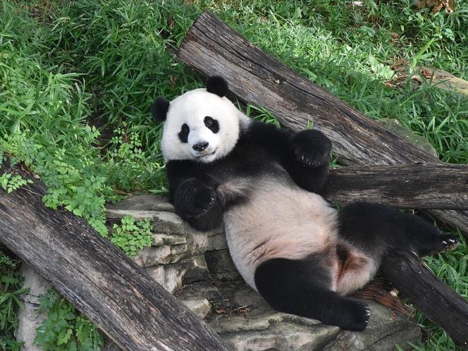 米国在住のパンダ「美香」一家 年末に中国へ帰国