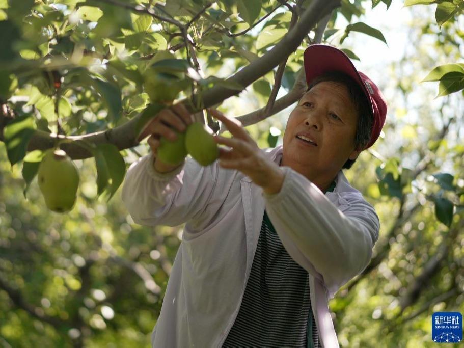 Industri Penanaman Sayur dan Buah Rancak di Wuqiao