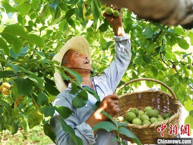 Kacang Walnut Jana Pendapatan Masyarakat Gansu