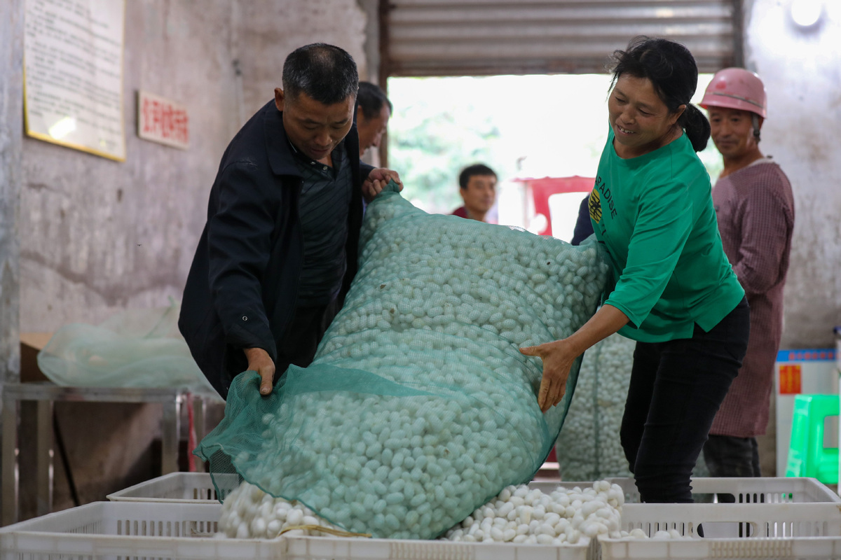 Αγρότες ζυγίζουν τα κουκούλια μεταξοσκώληκα σε ένα σταθμό αγοράς κουκούλων μεταξοσκώληκα στο χωριό Ρενμίν κοντά στην πόλη Τζιαλέ, στο Γκαοσιάν του Γιμπίν της  επαρχίας Σιτσουάν της νοτιοδυτικής Κίνας, 8 Οκτωβρίου 2023. [Φωτογραφία/Xinhua]