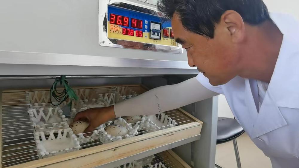 Ένας φροντιστής ελέγχει τα αυγά στην βάση αναπαραγωγής γερανών Λιαονίνγκ στο Παντζίν της επαρχίας Λιαονίνγκ.  [Φωτογραφία από chinadaily.com.cn]
