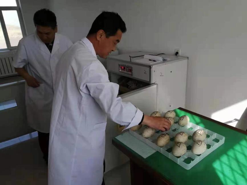 Ένας φροντιστής ελέγχει τα αυγά στη βάση αναπαραγωγής γερανών Λιαονίνγκ στο Παντζίν της επαρχίας Λιαονίνγκ. [Φωτογραφία από το chinadaily.com.cn]6