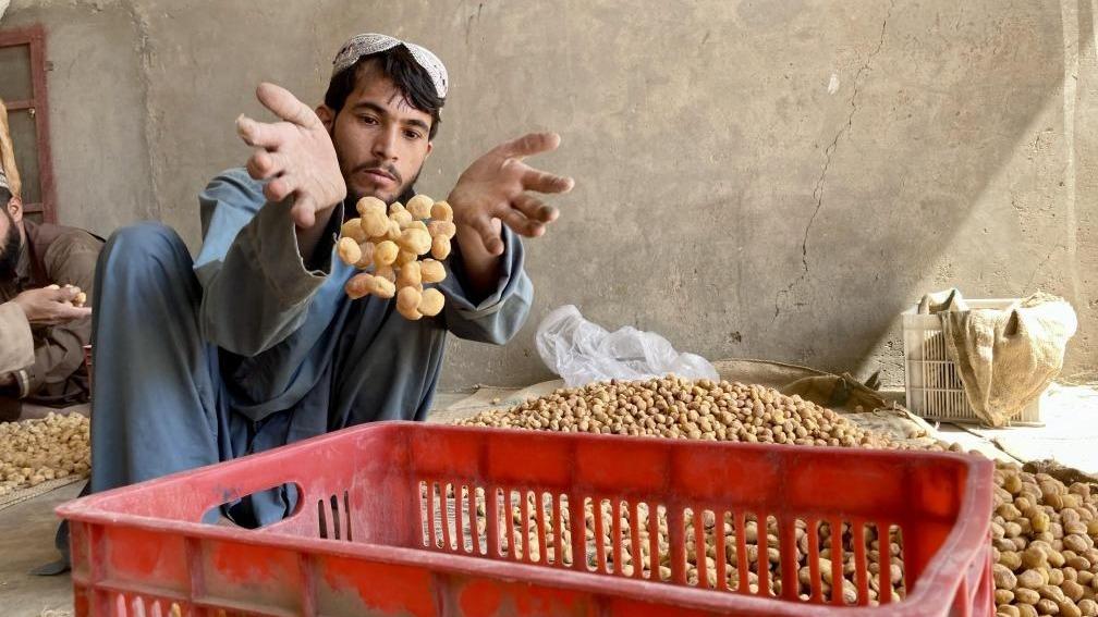 برگه زردآلو در افغانستان