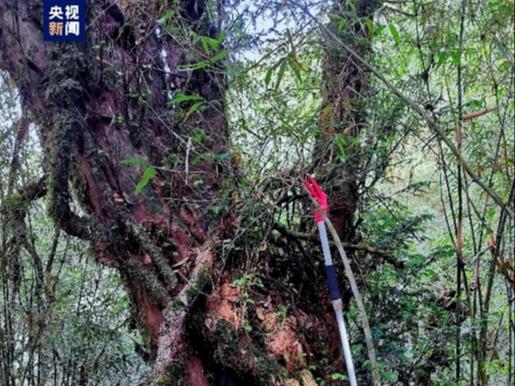 樹齢千年以上の珍木　中国雲南省で発見