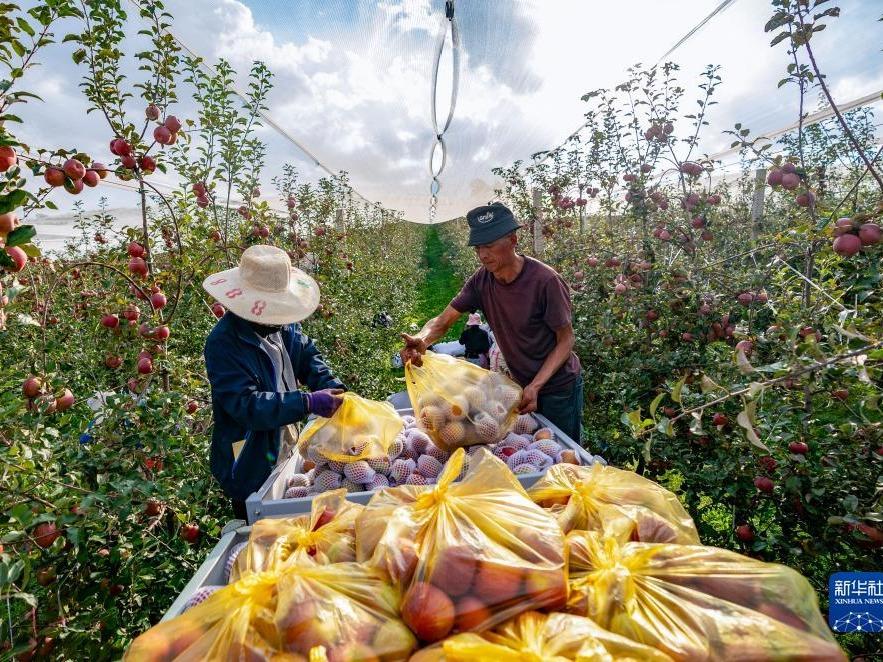 Industri Epal, Tonggak Pembangunan Desa di Zhaotong
