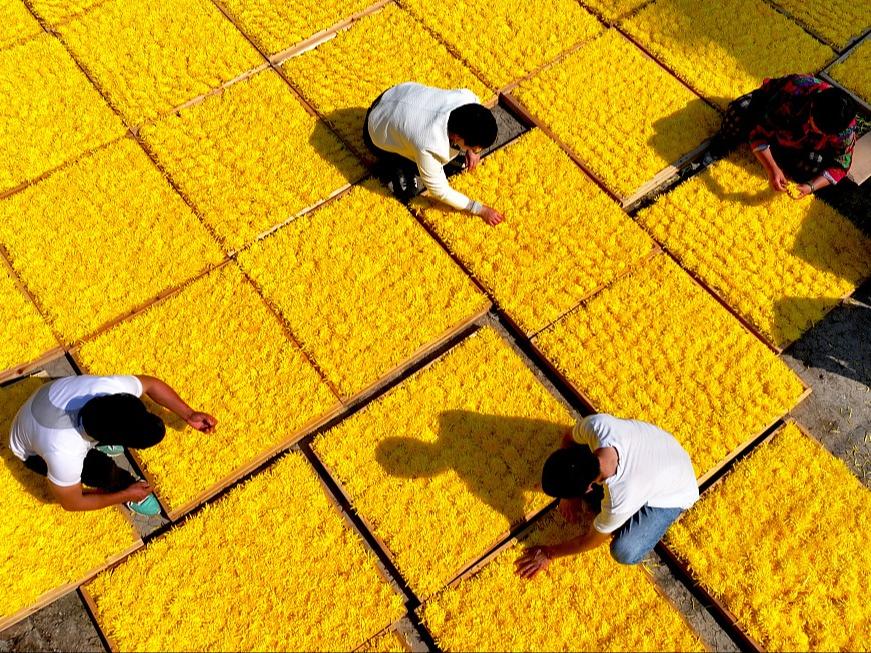 Tuaian Lumayan Bunga Krisantemum di Anhui