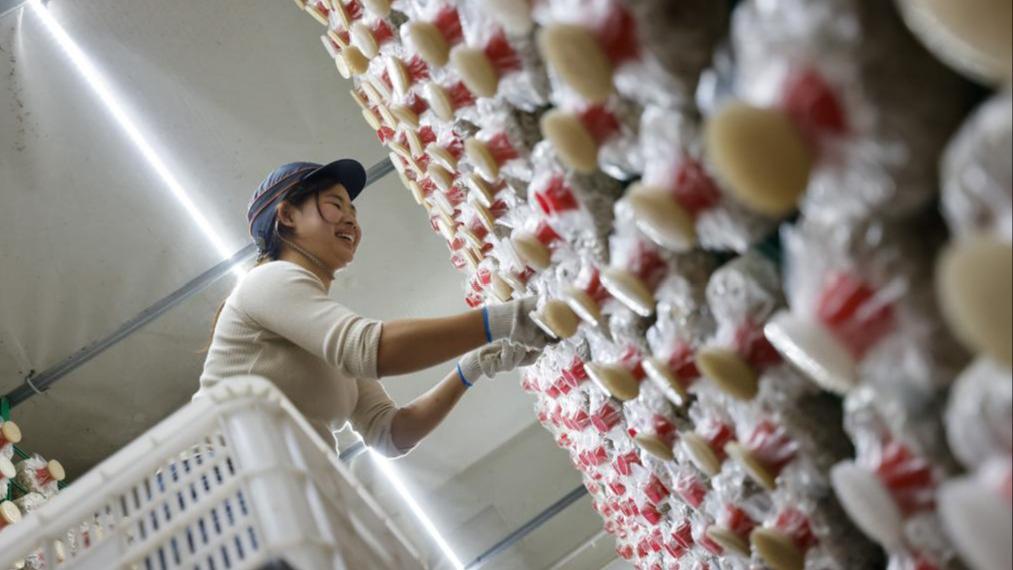 صناعة الفطر الصالح للأكل تساعد على زيادة دخول المزارعين في جنوب غربي الصين