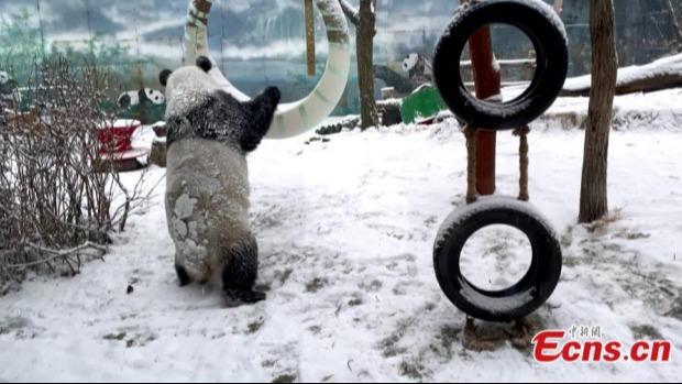برف‌بازی پانداها در مغولستان داخلی چینا