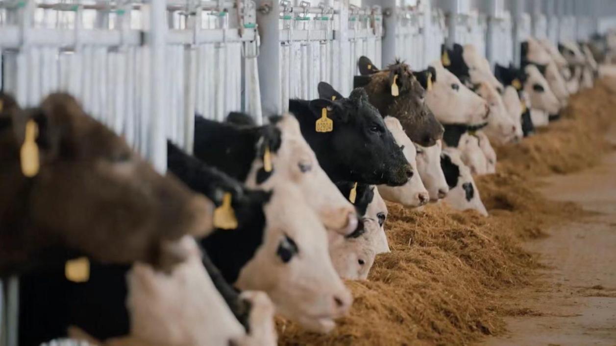 چین از اروگوئه گوشت گاو وارد می‌کندا