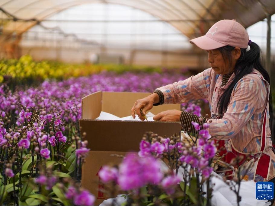Tanaman Bunga di Jinning Laris Dijual Menjelang TBC