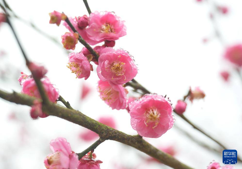شکوفه های آلو در معبد لین یانگ