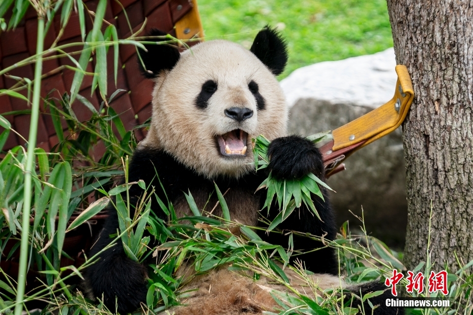 Zoo Madrid Adakan Majlis Perpisahan untuk Panda Gergasi