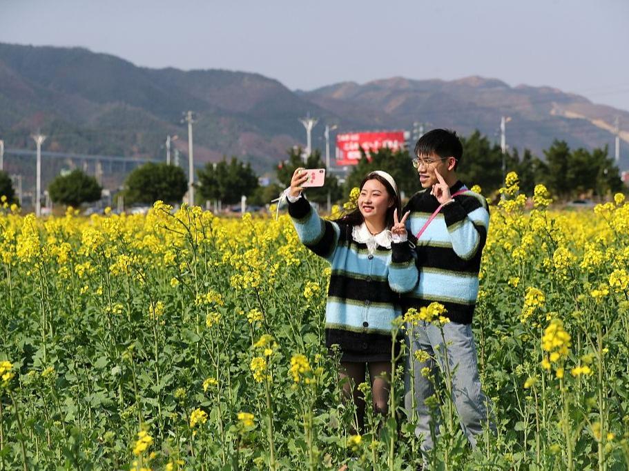 Bunga Sesawi Bermekaran di Guizhou