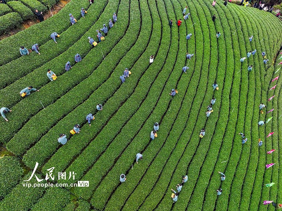 فصل برداشت چای در «جائو پینگ»