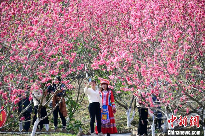شکوفه‌های هلو در «لوئو چنگ»