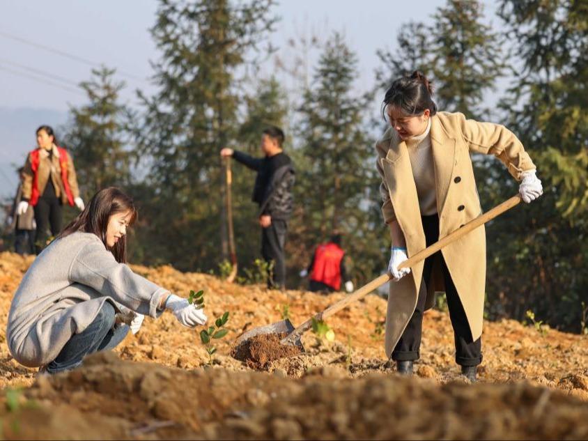 Kempen Menunaikan Kewajipan Tanam Pokok Dilancarkan di Guizhou