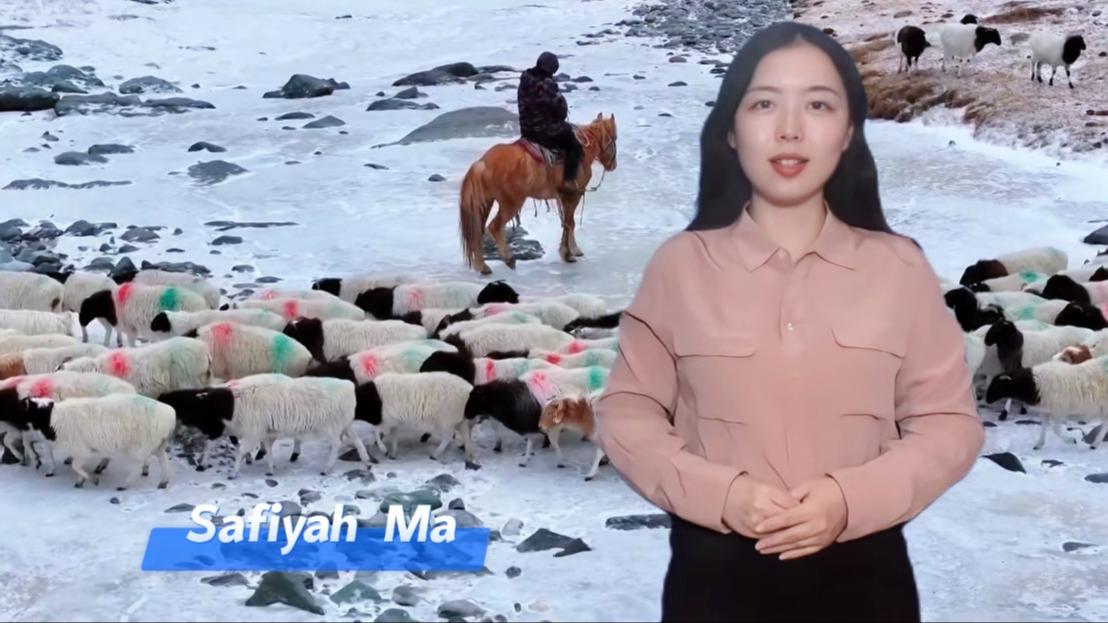 Kimiyya da fasaha na taimakawa Xinjiang raya sha’anin kiwon dabbobi mai inganci