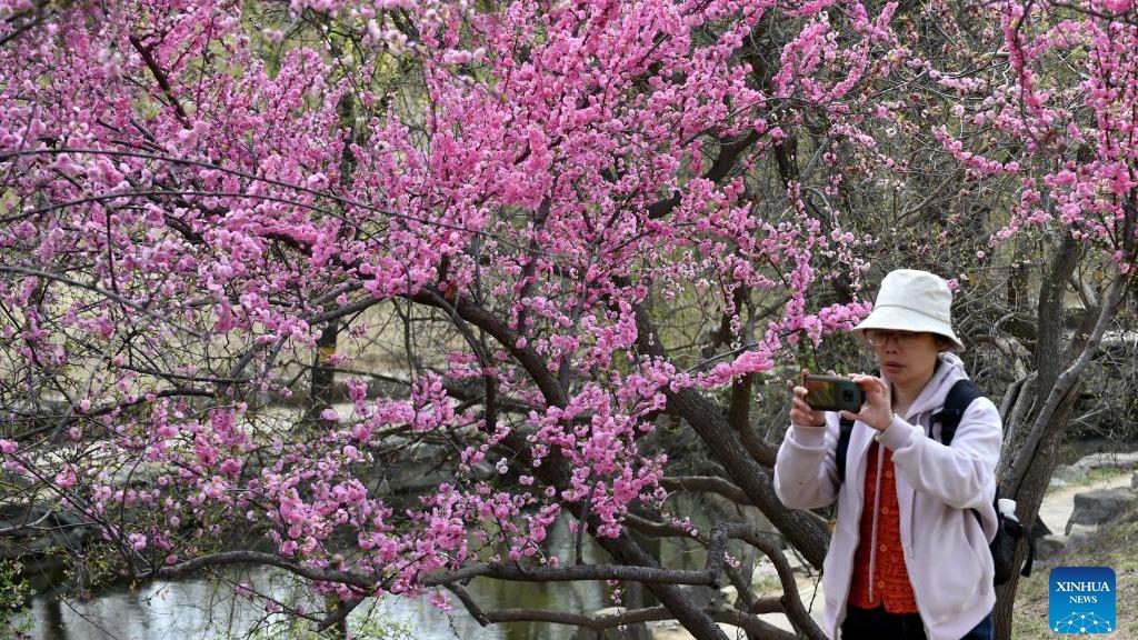 شکوفه‌های بهاری میزبان گردشگران پارک «یوان‌مینگ‌یوان» پکنا