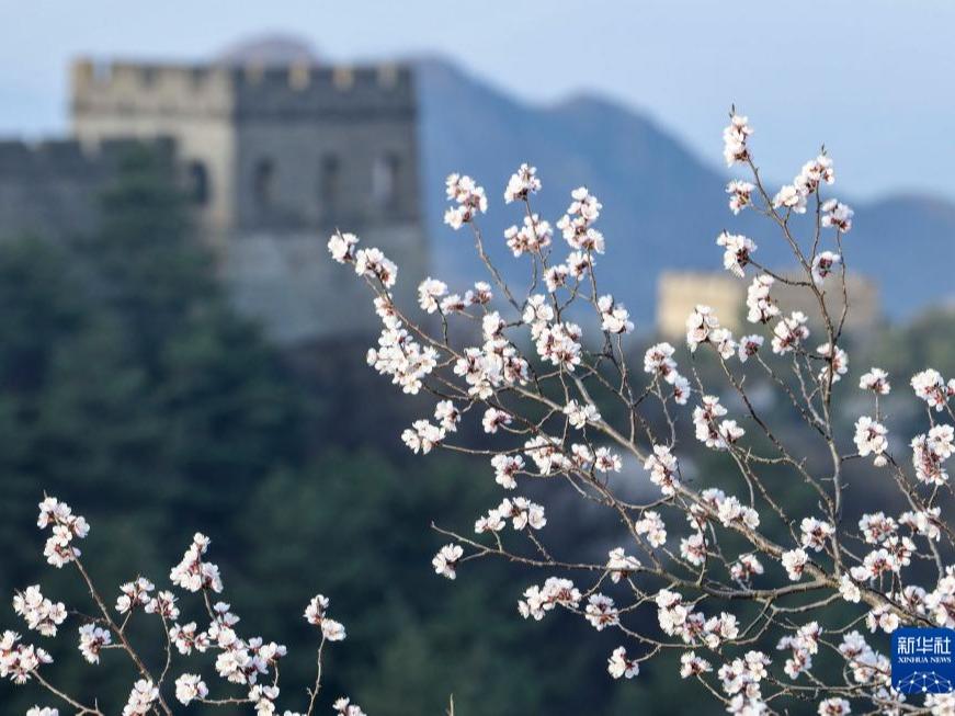 Pemandangan Tembok Besar Seksyen Jinshanling Sempena Musim Bunga