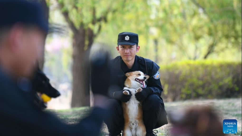 با اولین سگ کورگی پلیس چین آشنا شوید + تصاویرا