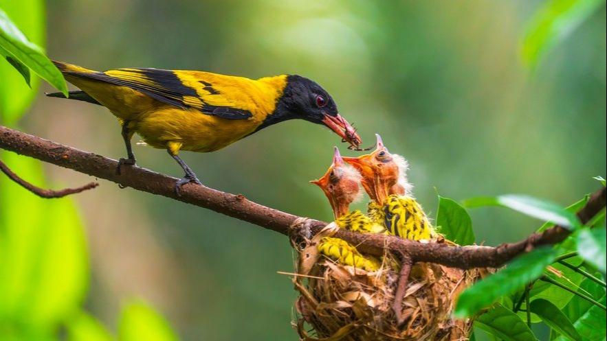 لحظه غذا دادن به جوجه توسط یک پرنده