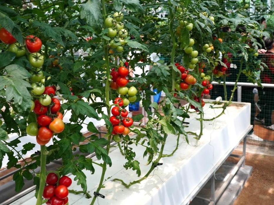 Ekspo Sains dan Teknologi Sayur-sayuran Antarabangsa China (Shouguang) ke-25 di Shandong
