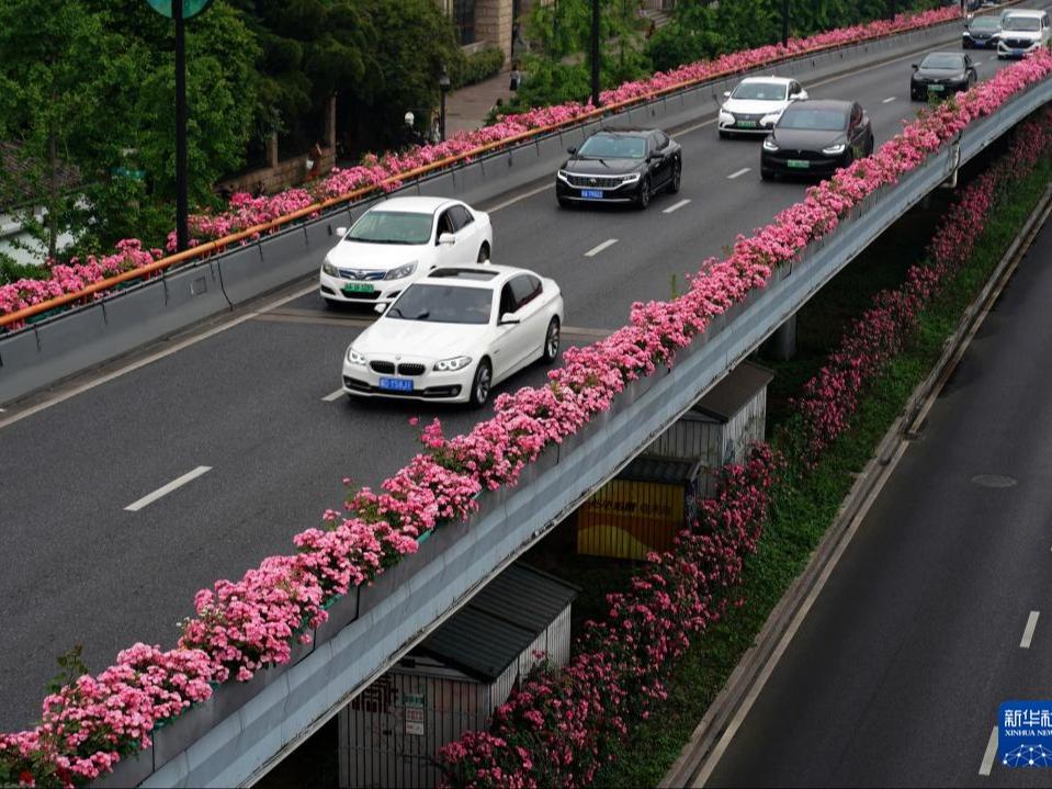 Jejambat Dihiaskan Bunga Ros, Tambah Keindahan Hangzhou
