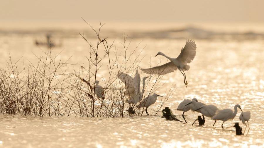 نگاهی به بهشت پرندگان در جنوب شرقی چین