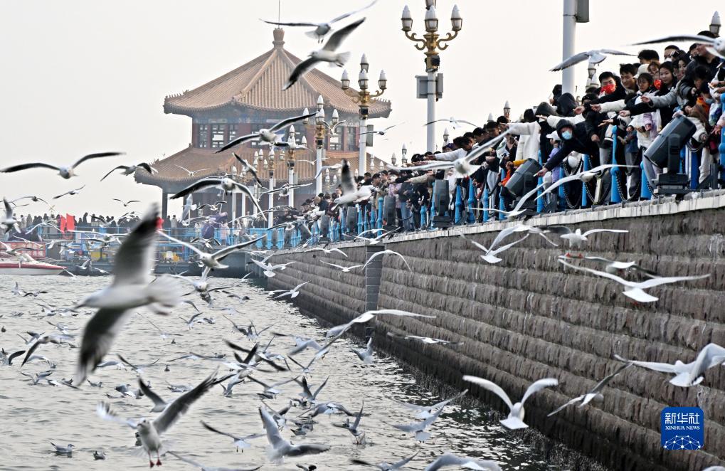 Pemandangan Burung Hhijrah yang Mengagumkan di Qingdao