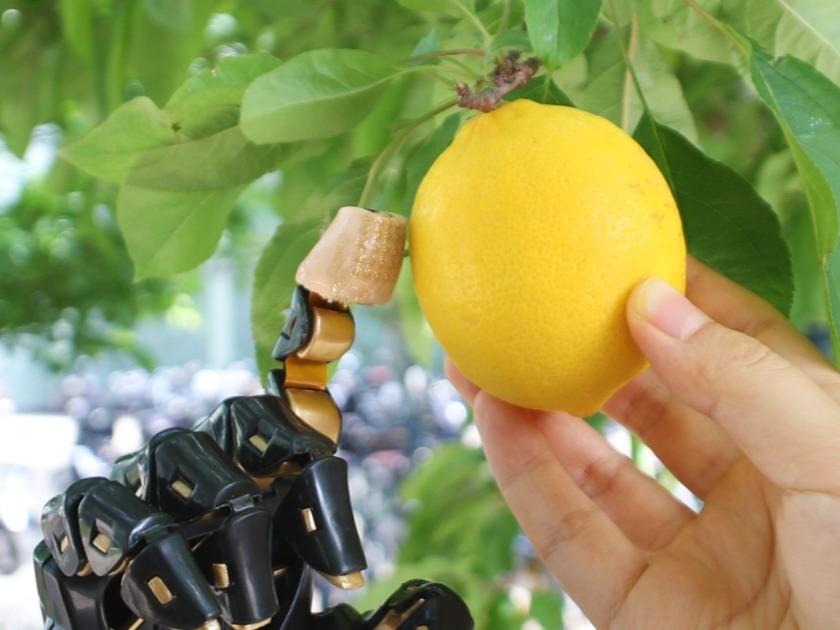 中国の科学者 バイオニック3D構造を備えた電子皮膚を初めて開発