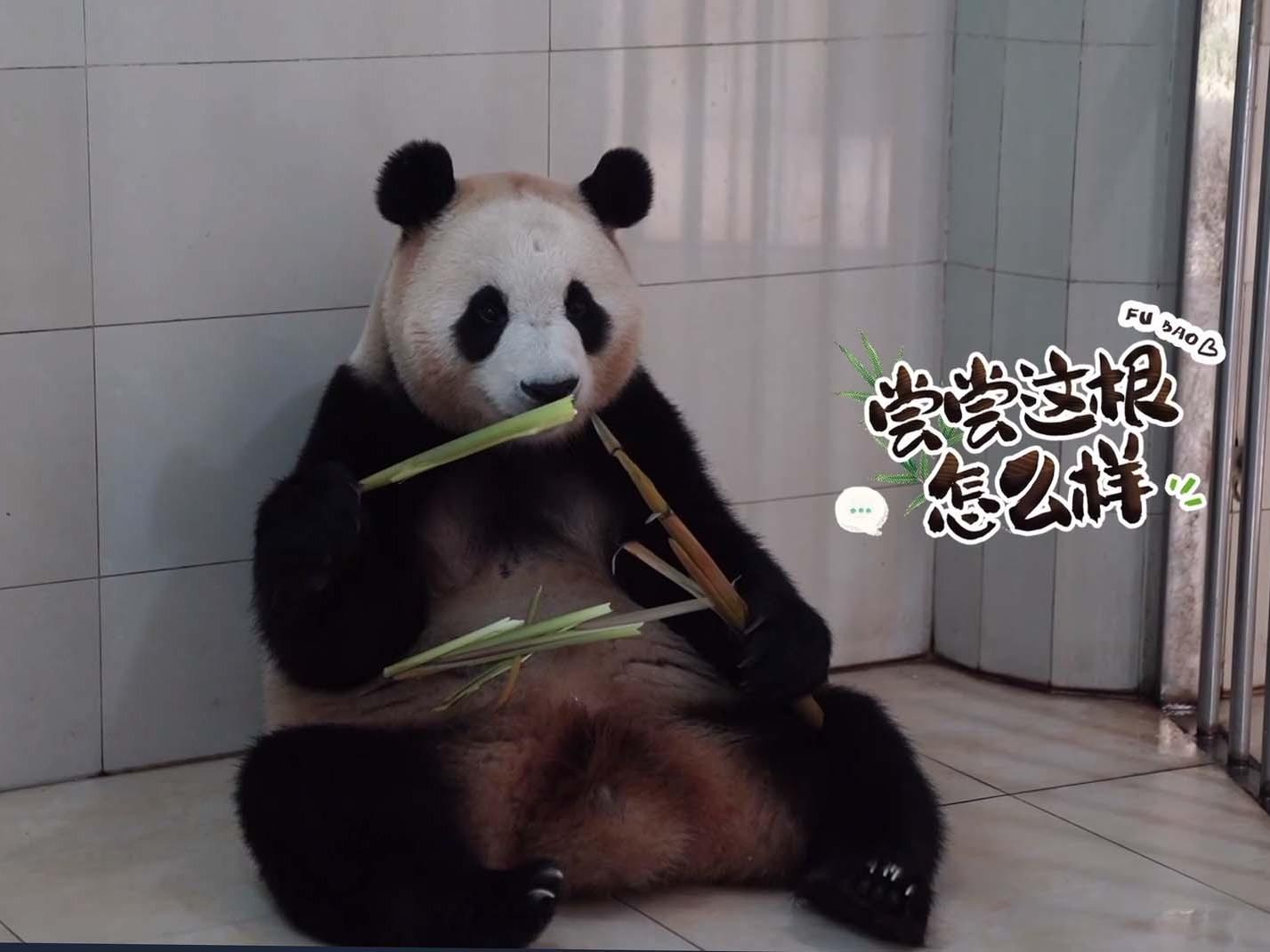 韓国から帰国して2カ月余り パンダ「フーバオ」の大好物は？太った？痩せた？