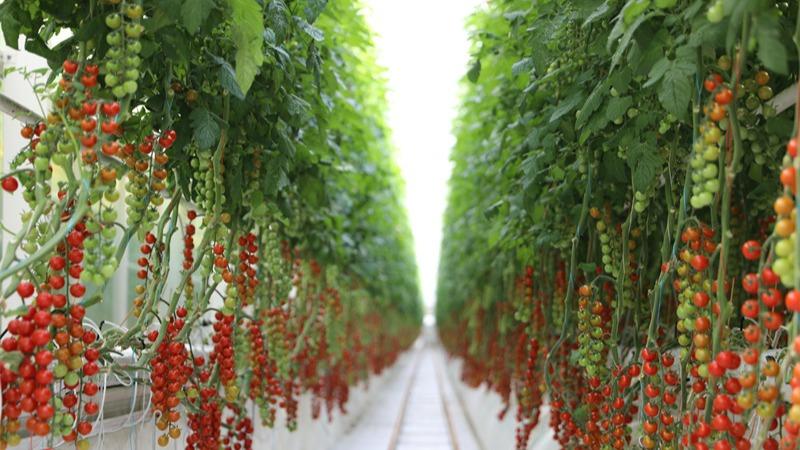 کمک فناوری‌های دیجیتال به تسهیل تولید گوجه فرنگی گیلاسی در شین‌ جیانگ