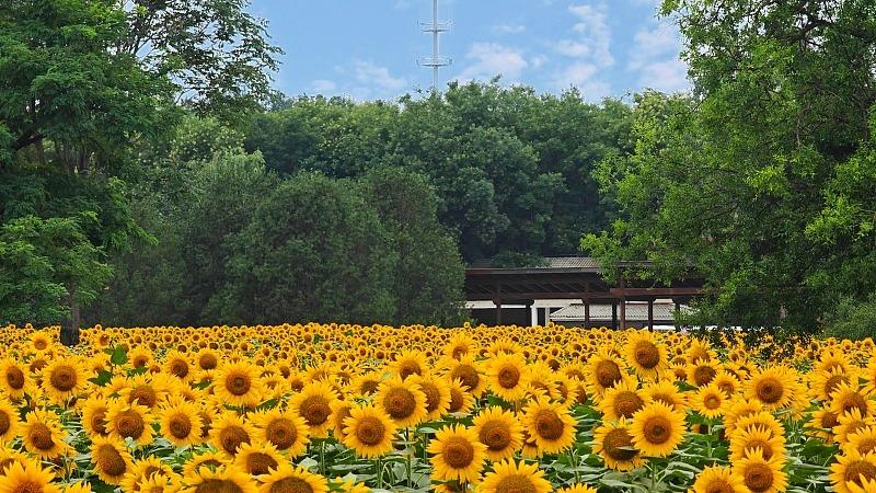 Bunga Matahari Bermekaran, Tambah Keindahan Taman Olimpik Beijing