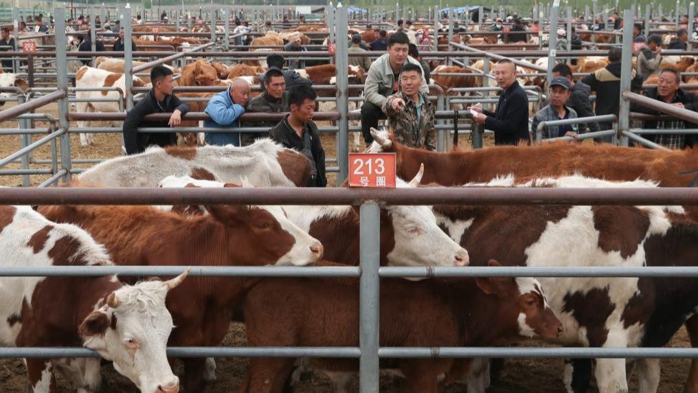 Perdagangan Rancak di Pasar Ternakan Huanxi