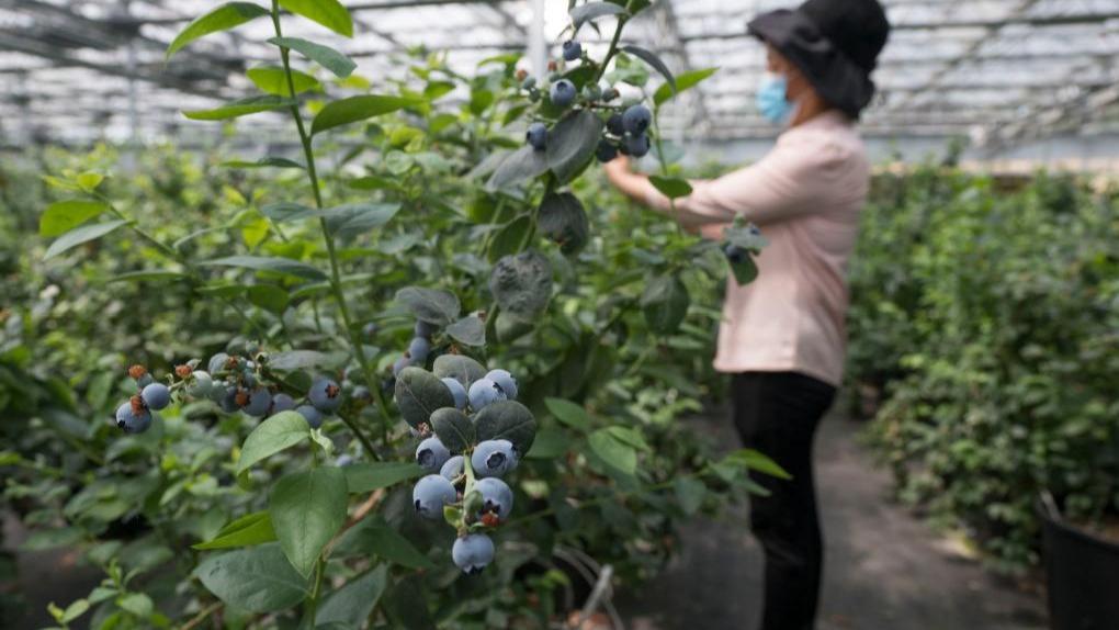 Beri Biru, Penjana Ekonomi Pekan Chentuan