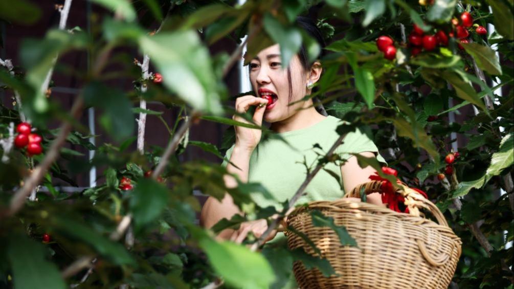 Kebun Pertanian, Lokasi Tumpuan Pelancong di Pekan Nanhu