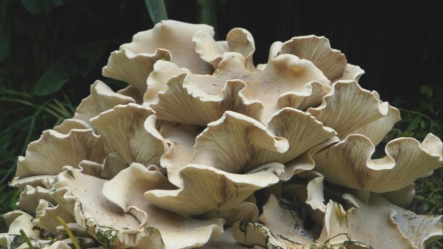 Ogromne dzikie grzyby w prowincji Yunnan