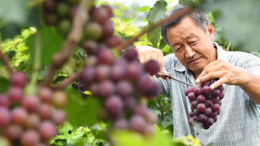 Pekebun Anggur Sibuk Menuai di Jinzhou