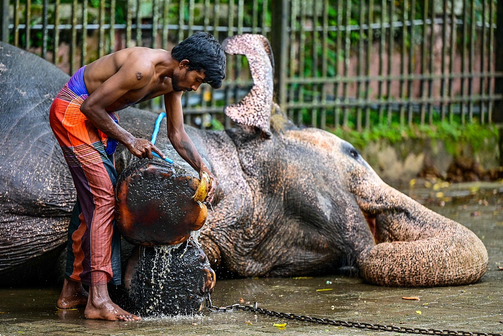 এসলা পেরাহেরা এবং হাতি