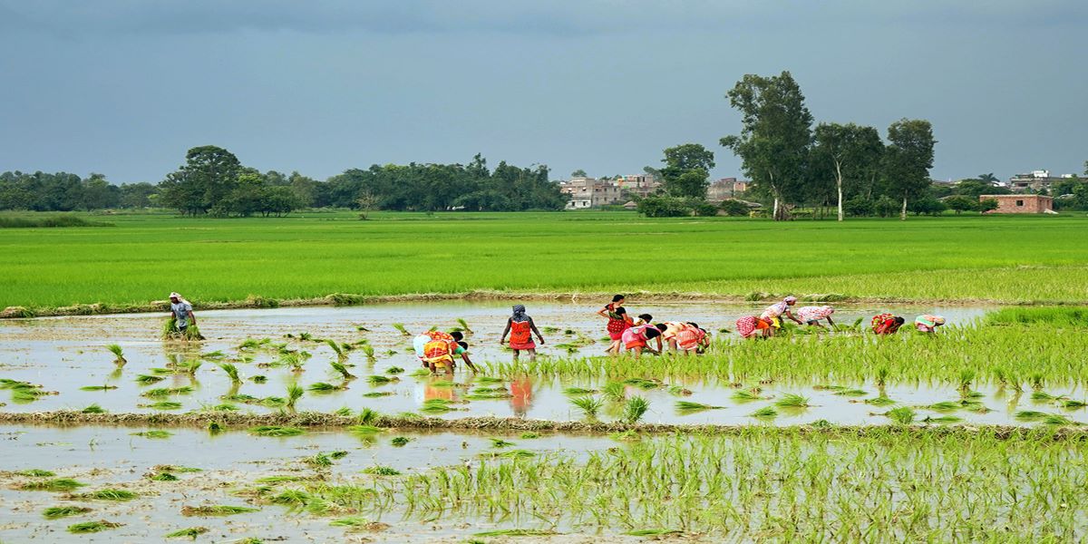 नेपालमा चलु वर्ष अहिलेसम्म ९८.५ प्रतिशत रोपाइँ सम्पन्न