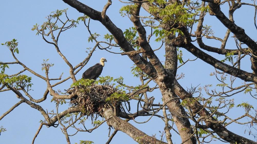 विश्वमै दुर्लभ डंगर गिद्ध नेपालमा बच्चा हुर्काउँदै