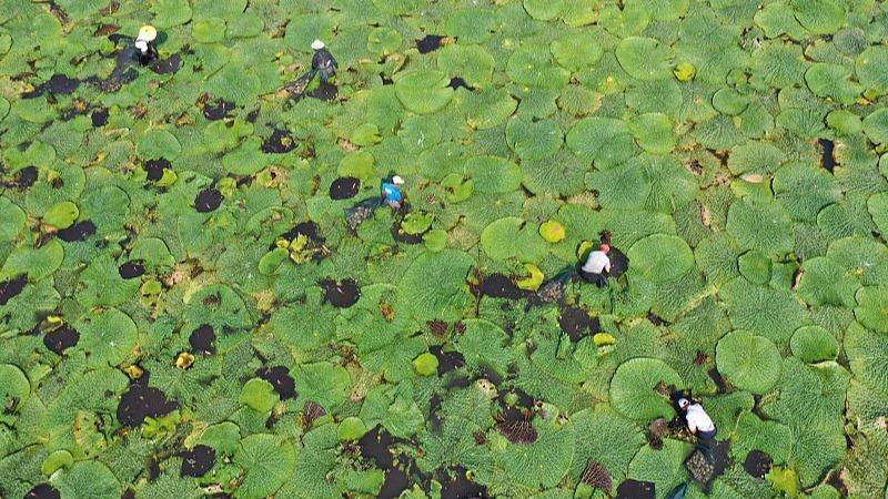 Petani Tuai Euryale Ferox di Jiangsu