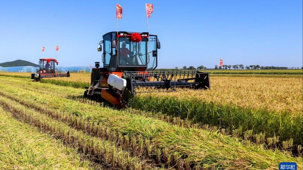 Petani Sibuk Tuai Hasil Pertanian di Heilongjiang