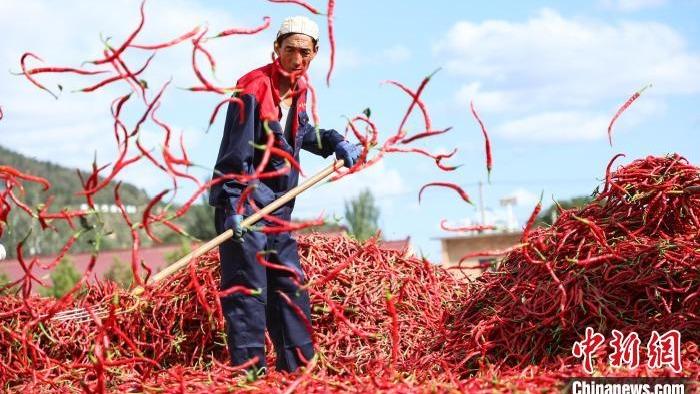 Petani Huanxian Sibuk Jemur Lada