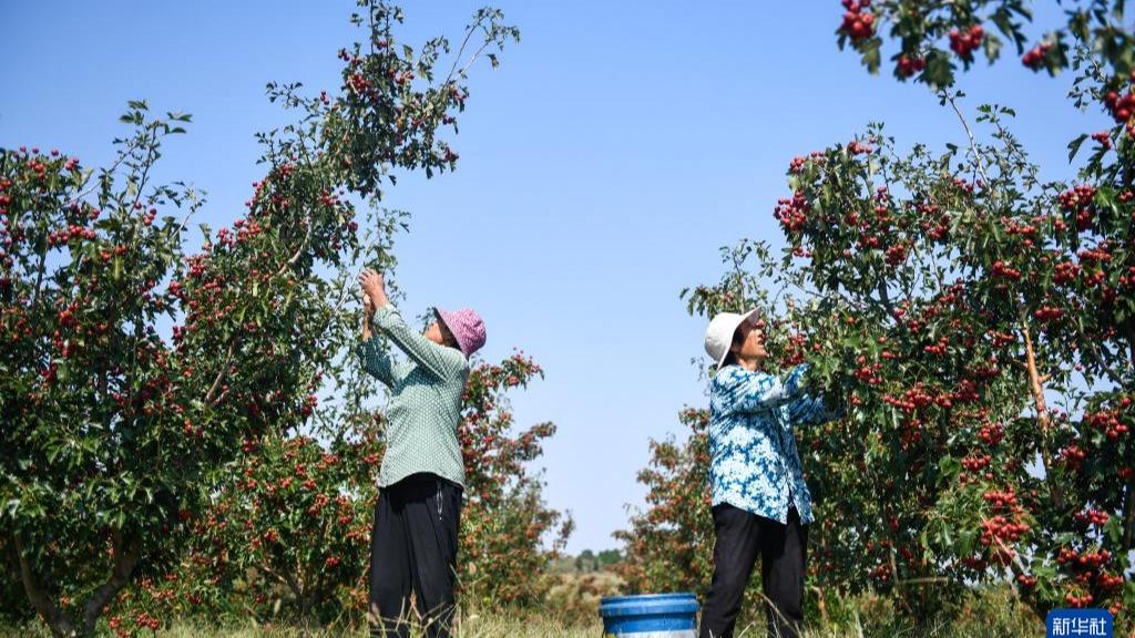 Tanam  Hawthorn， Jana Pendapatan Petani